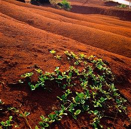 流浪猫模拟器《Copycat》现已上线Steam 2022年推出